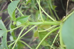 Jatropha glandulifera